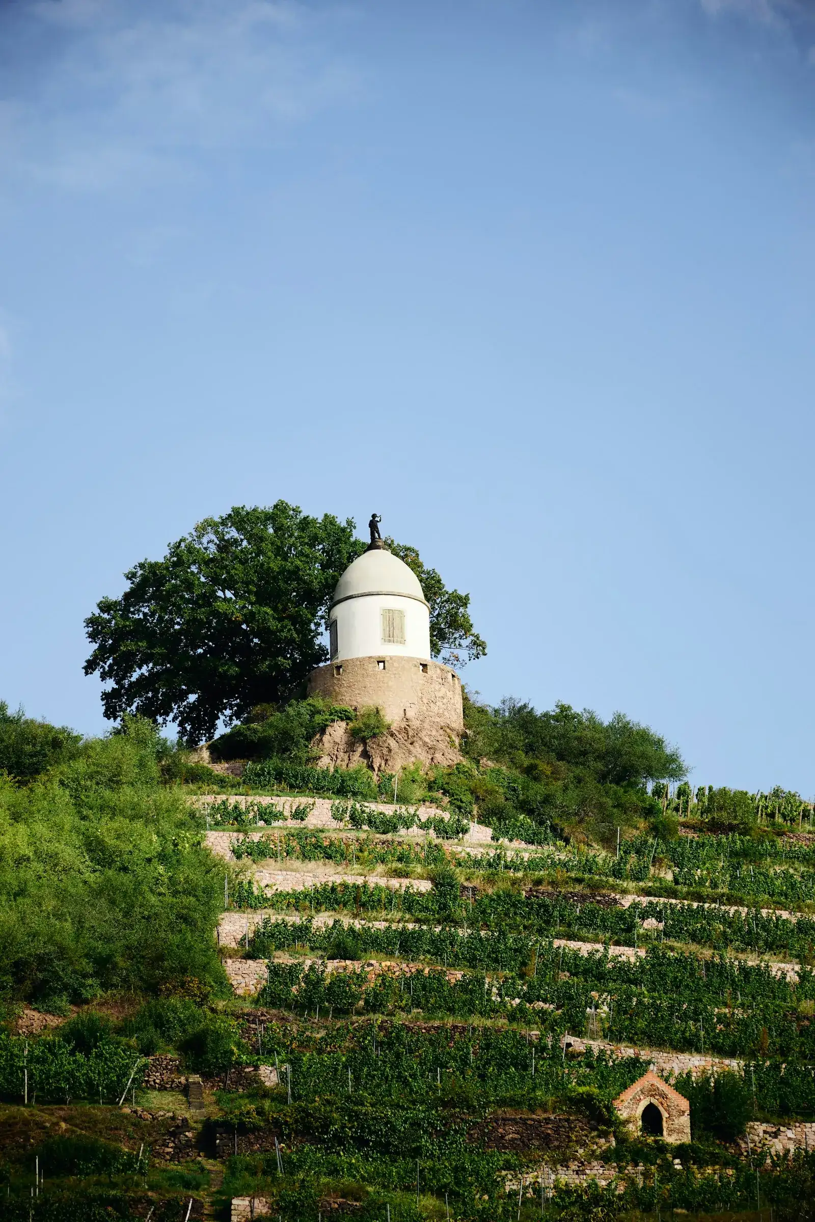 Terrassierte Weinberge in Radebeul mit dem kleinen Belvedere-Turm von Schloss Wackerbarth auf dem Rebhang unter blauem Himmel – Weinlandschaft an der Elbe bei Dresden.
