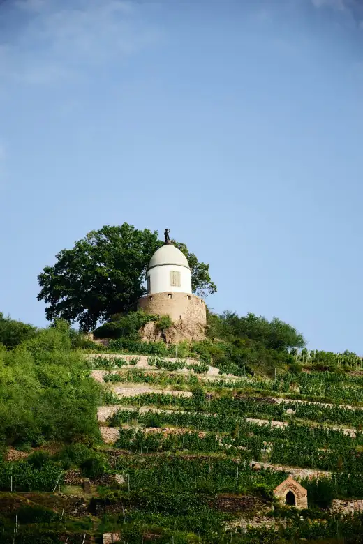Terrassierte Weinberge in Radebeul mit dem kleinen Belvedere-Turm von Schloss Wackerbarth auf dem Rebhang unter blauem Himmel – Weinlandschaft an der Elbe bei Dresden.