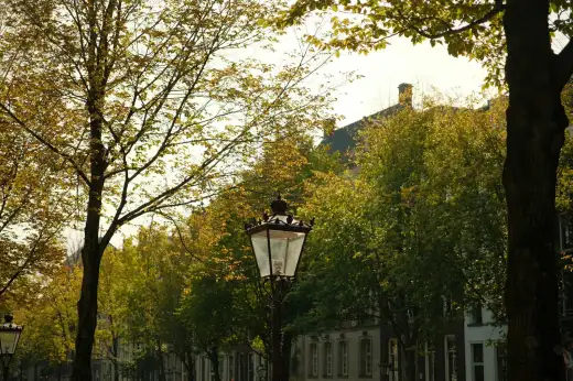 Ruhige, von hohen Laubbäumen gesäumte Wohnallee mit historischen Altbaufassaden und einer schmiedeeisernen Straßenlaterne im hellen Tageslicht – wie im grünen Gründerzeitviertel Striesen in Dresden.